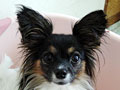 wan!
