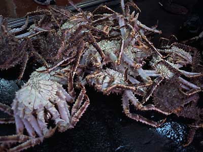 [Photo: Takahiko Nojima]